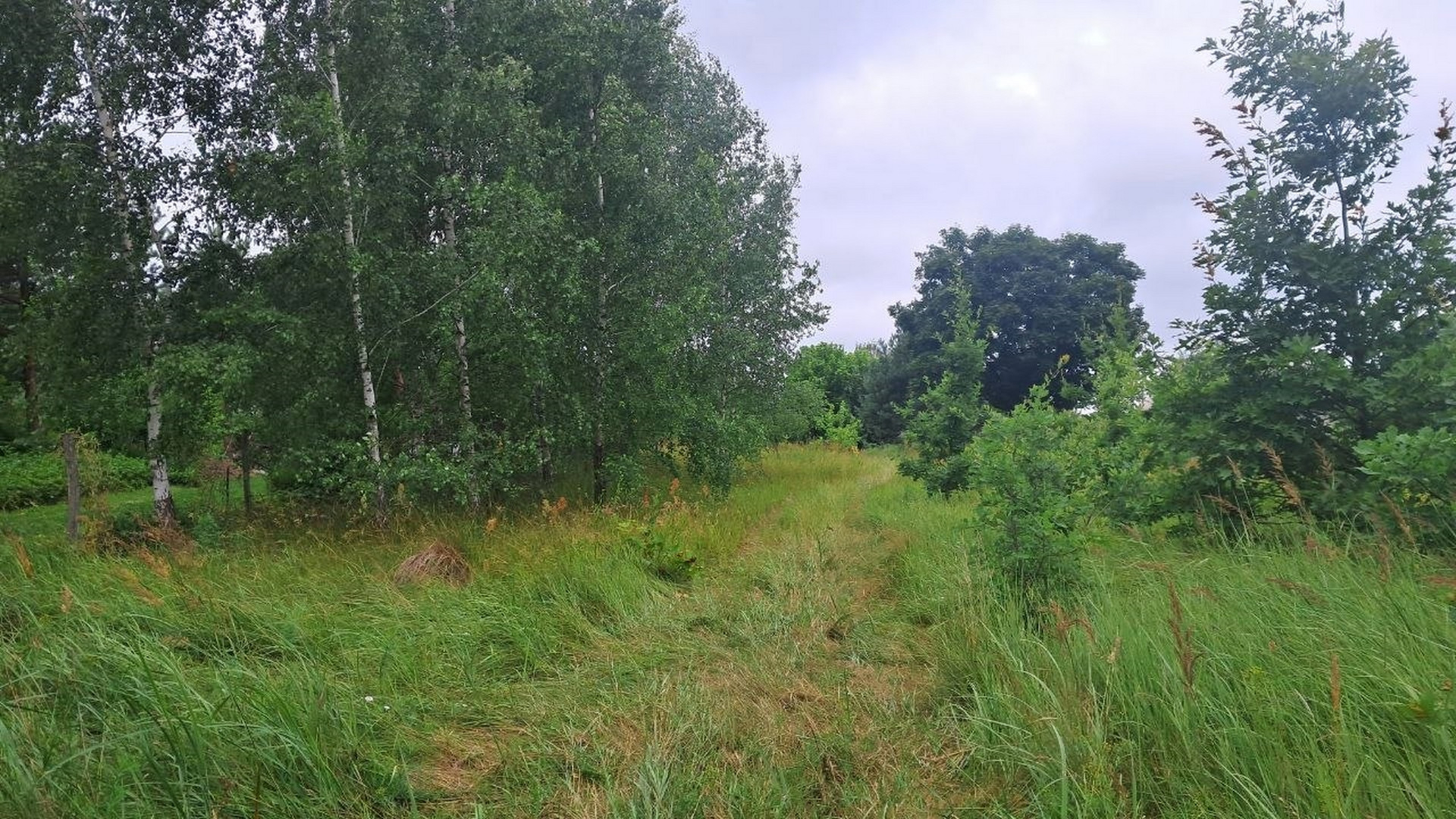 🌲🏡 Земельна ділянка для будинку мрії біля лісу. Фото - 2