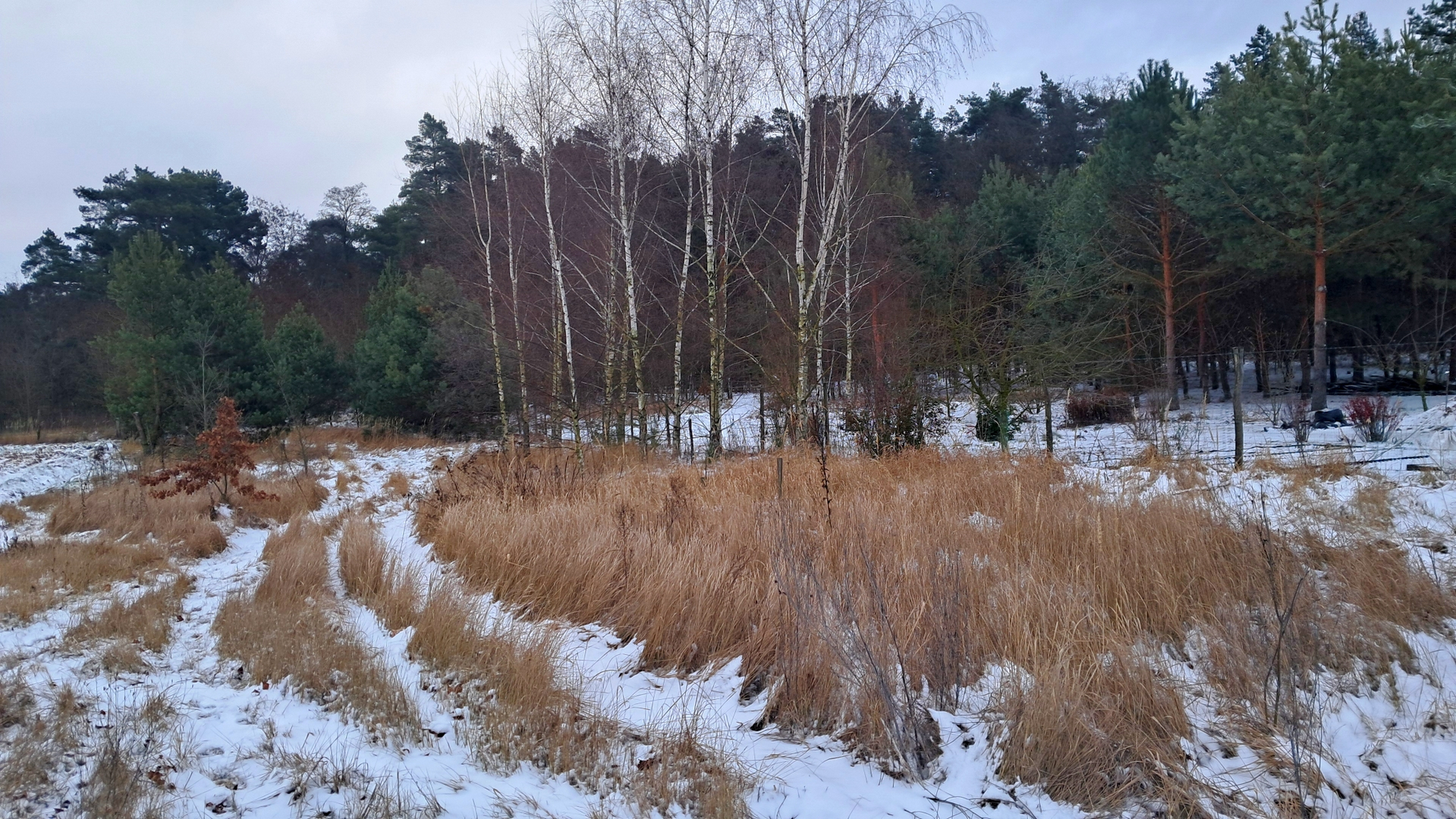 🌲🏡 Земельна ділянка для будинку мрії біля лісу. Фото - 5