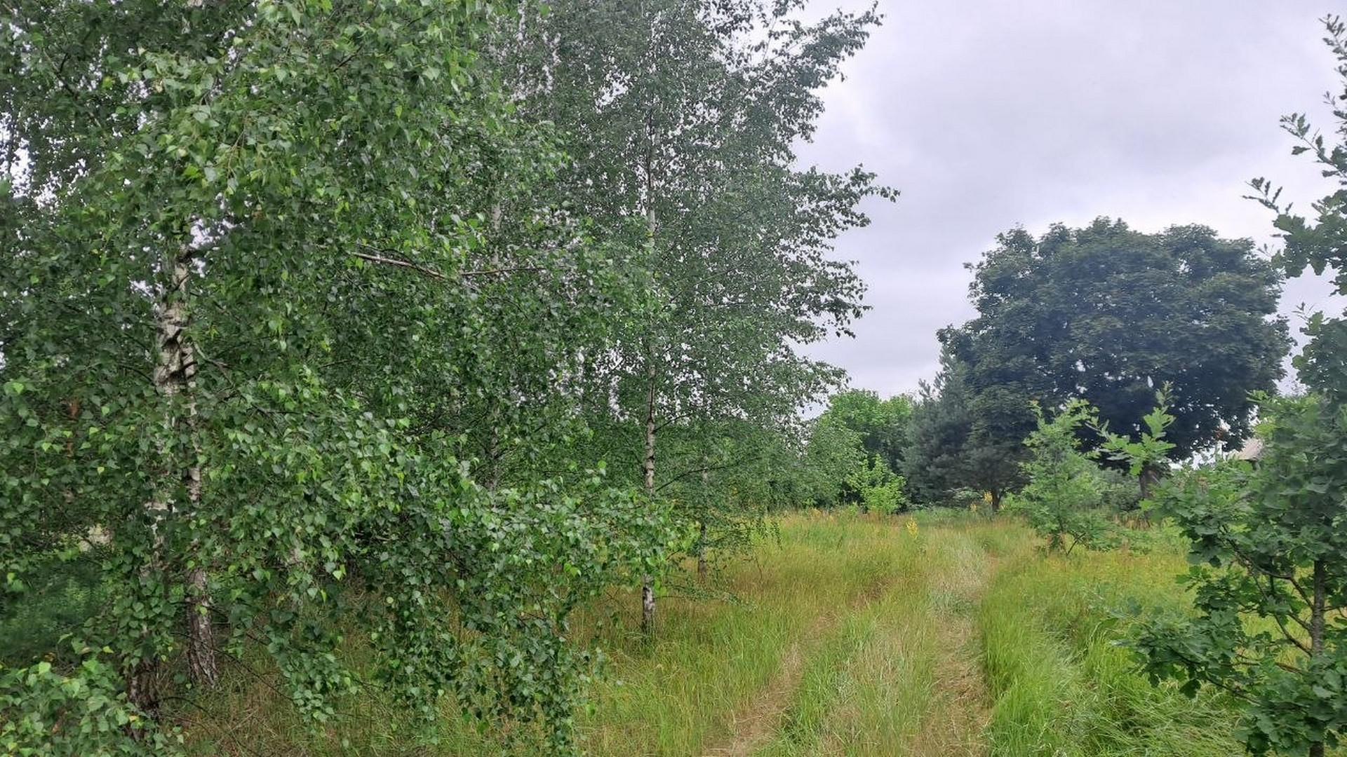 🌲🏡 Земельна ділянка для будинку мрії біля лісу. Фото - 4