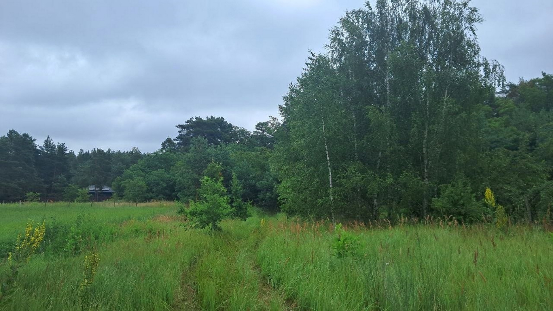 🌲🏡 Земельна ділянка для будинку мрії біля лісу. Фото - 6