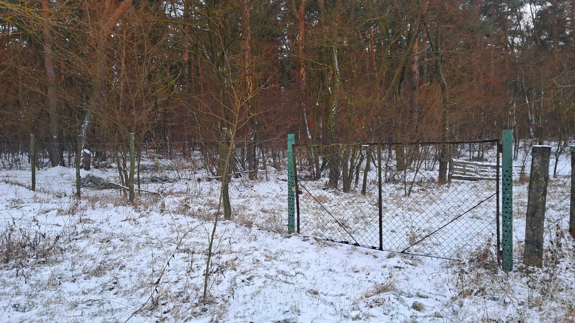 🌲🏡 Земельна ділянка для будинку мрії біля лісу. Фото - 9