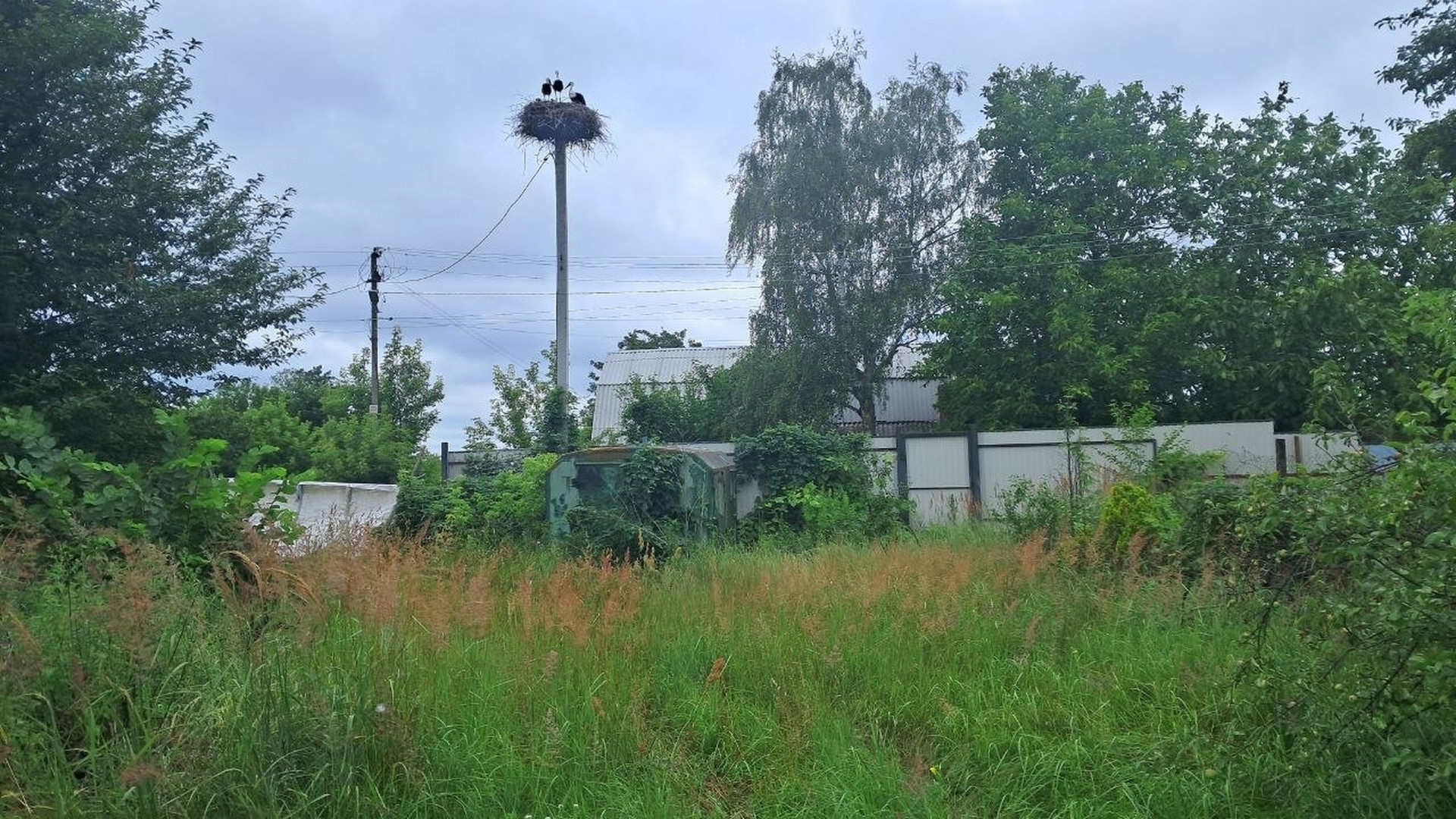 🌲🏡 Земельна ділянка для будинку мрії біля лісу. Фото 1