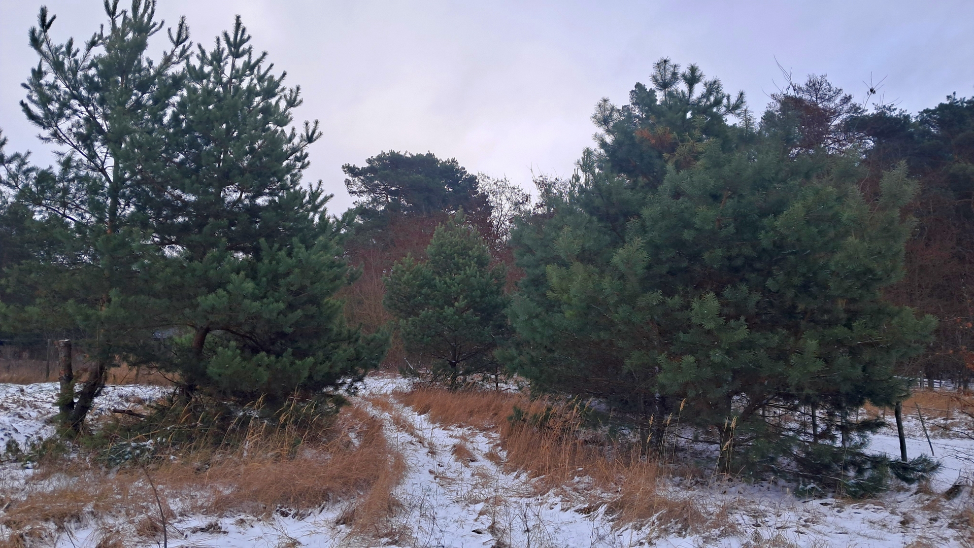 🌲🏡 Земельна ділянка для будинку мрії біля лісу. Фото - 10