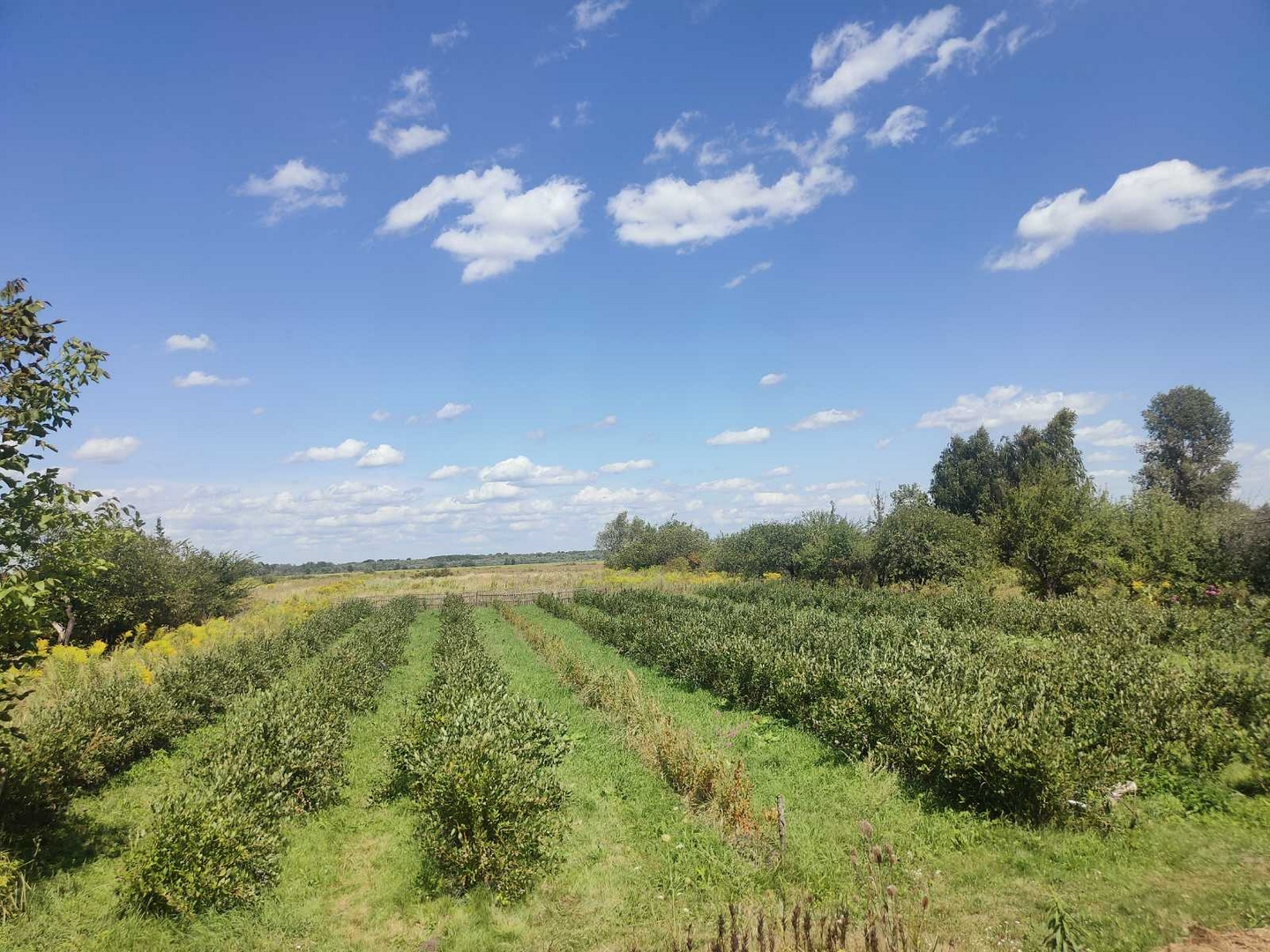 Продам діючу екоферму лохини + 64 сотки приватної землі біля Чернігова. Фото - 1