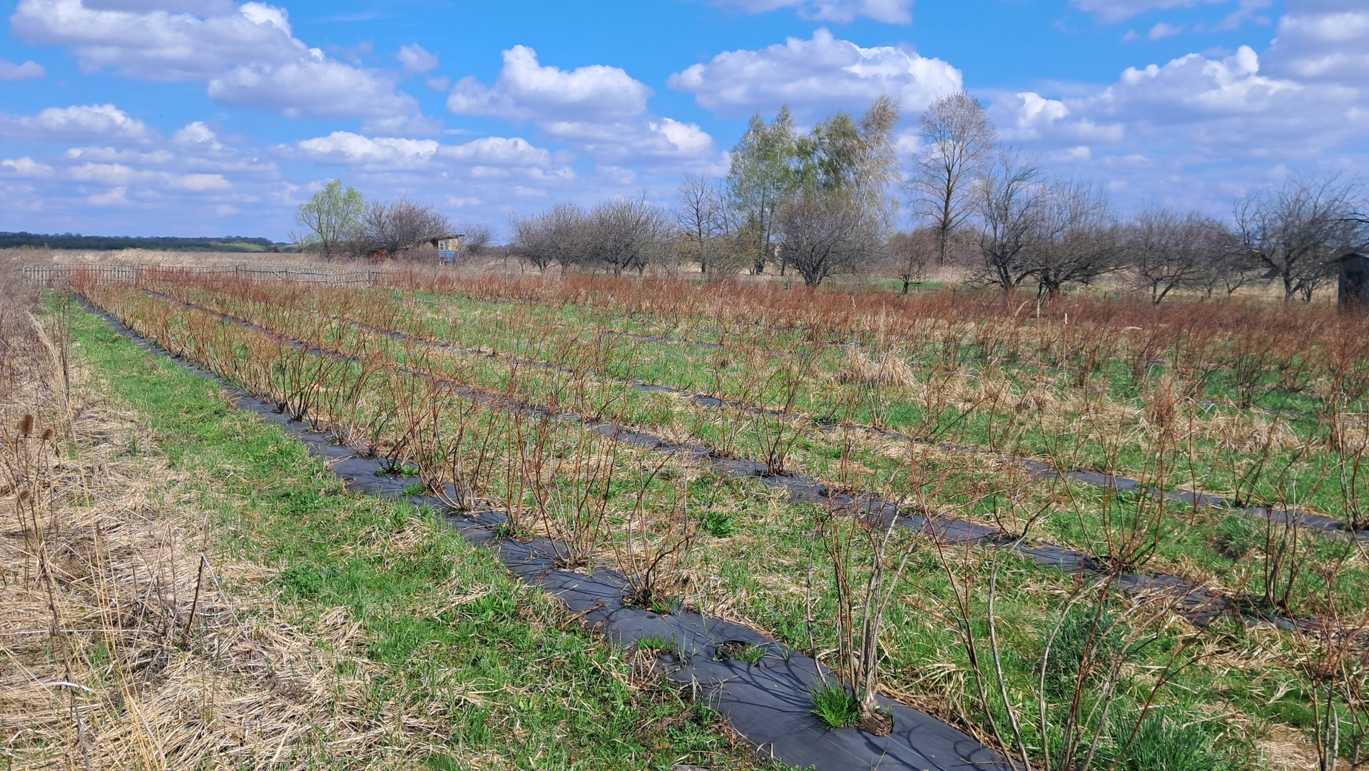 Продам діючу екоферму лохини + 64 сотки приватної землі біля Чернігова. Фото - 8
